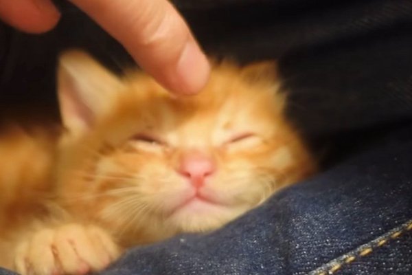 猫との暮らしを応援する専門情報サイト | ねこちゃんホンポ