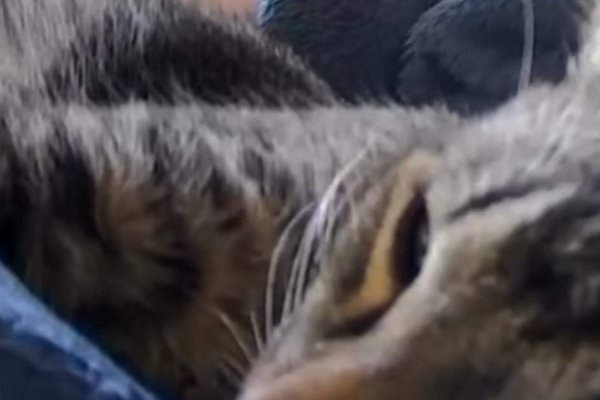 猫との暮らしを応援する専門情報サイト | ねこちゃんホンポ
