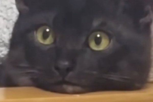 猫との暮らしを応援する専門情報サイト | ねこちゃんホンポ