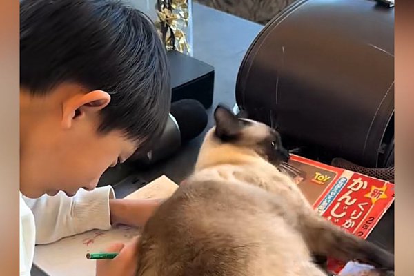 猫との暮らしを応援する専門情報サイト | ねこちゃんホンポ