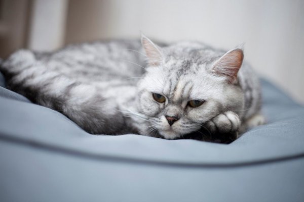 猫との暮らしを応援する専門情報サイト | ねこちゃんホンポ