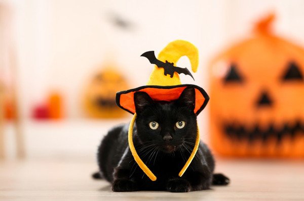ハロウィンに黒猫が登場する意味とは？由来や仮装する理由まで | ねこ