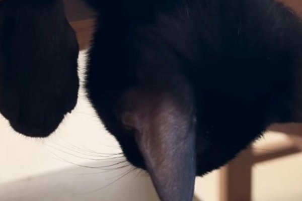 猫との暮らしを応援する専門情報サイト | ねこちゃんホンポ