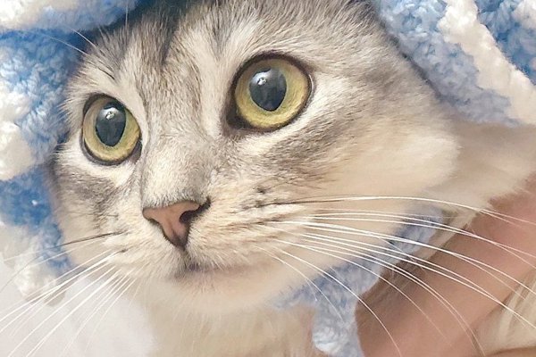猫との暮らしを応援する専門情報サイト | ねこちゃんホンポ