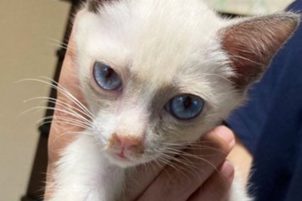 猫との暮らしを応援する専門情報サイト | ねこちゃんホンポ