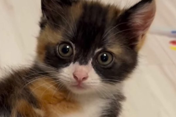 猫との暮らしを応援する専門情報サイト | ねこちゃんホンポ