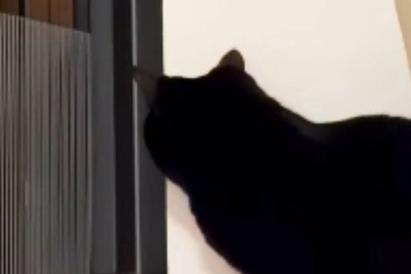ねこちゃんページ 猫との暮らしを応援する専門情報サイト | ねこちゃんホンポ