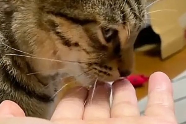 猫ちゃんマンページ 猫との暮らしを応援する専門情報サイト | ねこちゃんホンポ