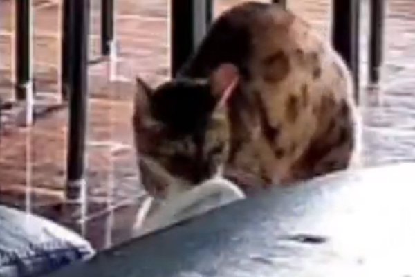 猫ちゃんマンページ 猫との暮らしを応援する専門情報サイト | ねこちゃんホンポ