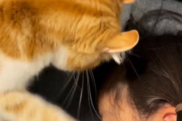 猫との暮らしを応援する専門情報サイト | ねこちゃんホンポ
