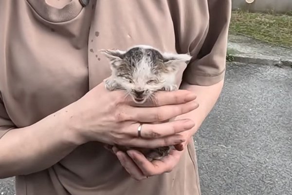 猫との暮らしを応援する専門情報サイト | ねこちゃんホンポ