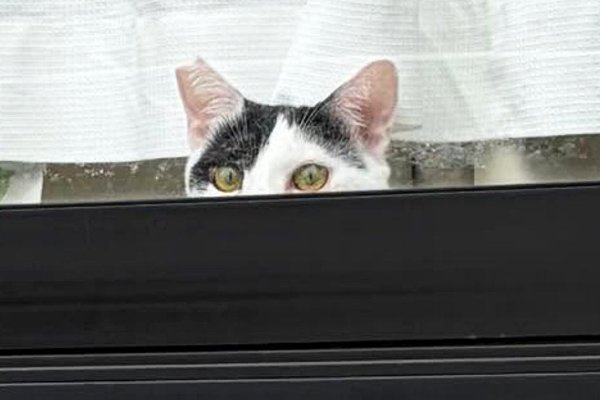 猫との暮らしを応援する専門情報サイト | ねこちゃんホンポ