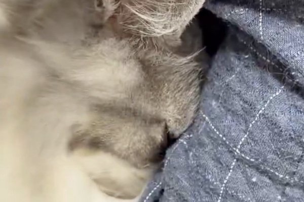 猫との暮らしを応援する専門情報サイト | ねこちゃんホンポ