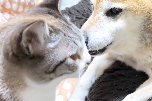猫との暮らしを応援する専門情報サイト | ねこちゃんホンポ