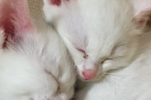 猫との暮らしを応援する専門情報サイト | ねこちゃんホンポ
