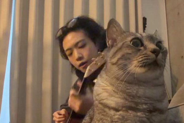 猫ちゃんマンページ 猫との暮らしを応援する専門情報サイト | ねこちゃんホンポ