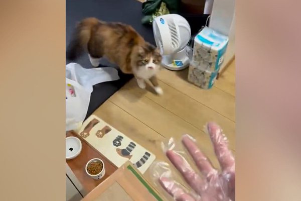 猫との暮らしを応援する専門情報サイト | ねこちゃんホンポ