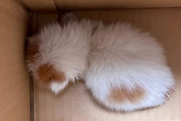 猫との暮らしを応援する専門情報サイト | ねこちゃんホンポ