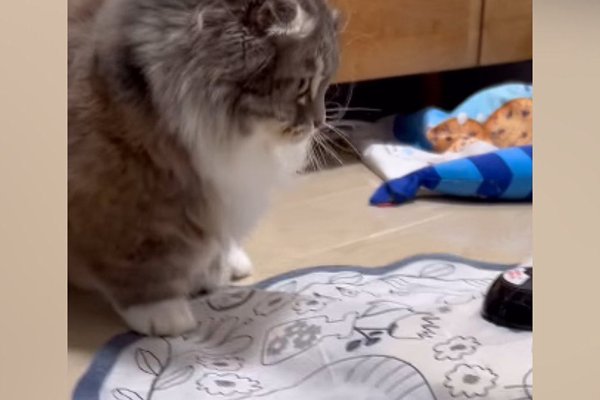 猫との暮らしを応援する専門情報サイト | ねこちゃんホンポ