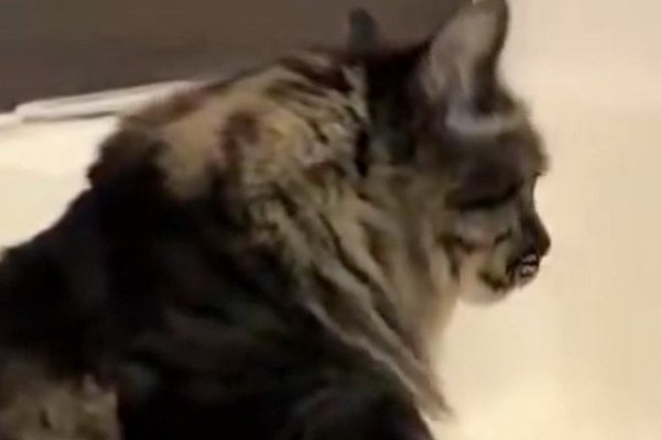 猫との暮らしを応援する専門情報サイト | ねこちゃんホンポ