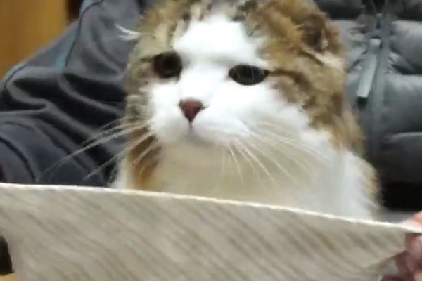 猫ちゃんマンページ 猫との暮らしを応援する専門情報サイト | ねこちゃんホンポ