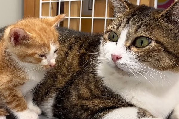 猫との暮らしを応援する専門情報サイト | ねこちゃんホンポ