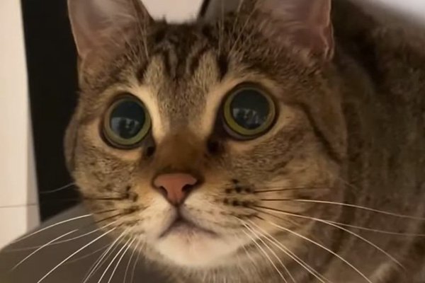 猫との暮らしを応援する専門情報サイト | ねこちゃんホンポ