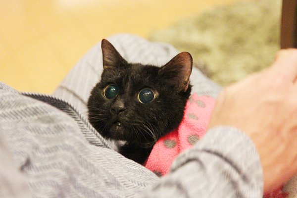 それでも人を信じた猫 黒猫みつきの180日」作者の咲 セリさんに