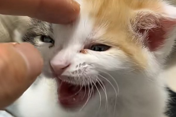 猫との暮らしを応援する専門情報サイト | ねこちゃんホンポ
