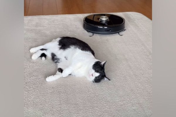 猫との暮らしを応援する専門情報サイト | ねこちゃんホンポ