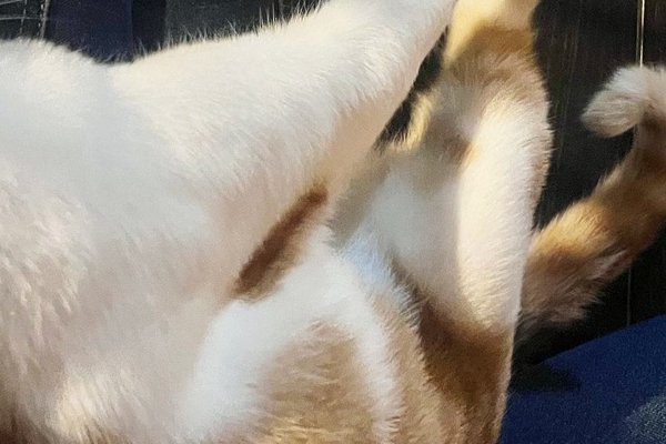 猫との暮らしを応援する専門情報サイト | ねこちゃんホンポ