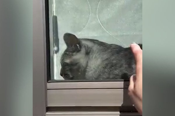 猫との暮らしを応援する専門情報サイト | ねこちゃんホンポ