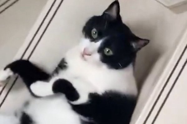 猫との暮らしを応援する専門情報サイト | ねこちゃんホンポ