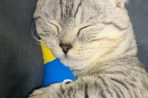 猫との暮らしを応援する専門情報サイト | ねこちゃんホンポ