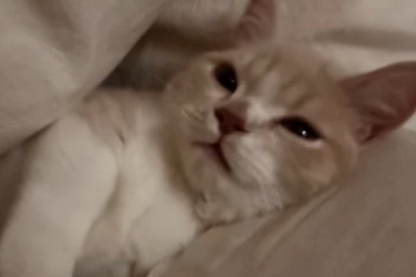 猫との暮らしを応援する専門情報サイト | ねこちゃんホンポ