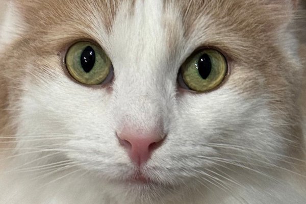 猫との暮らしを応援する専門情報サイト | ねこちゃんホンポ