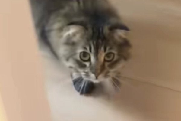 ♡海賊ねこちゃんオーダーページ 猫との暮らしを応援する専門情報サイト | ねこちゃんホンポ