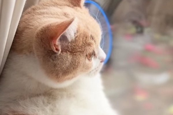 猫との暮らしを応援する専門情報サイト | ねこちゃんホンポ
