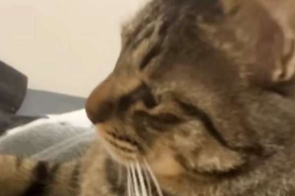 猫との暮らしを応援する専門情報サイト | ねこちゃんホンポ