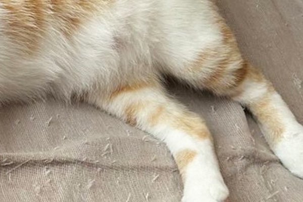 猫との暮らしを応援する専門情報サイト | ねこちゃんホンポ