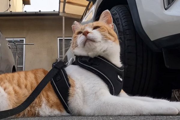 猫との暮らしを応援する専門情報サイト | ねこちゃんホンポ