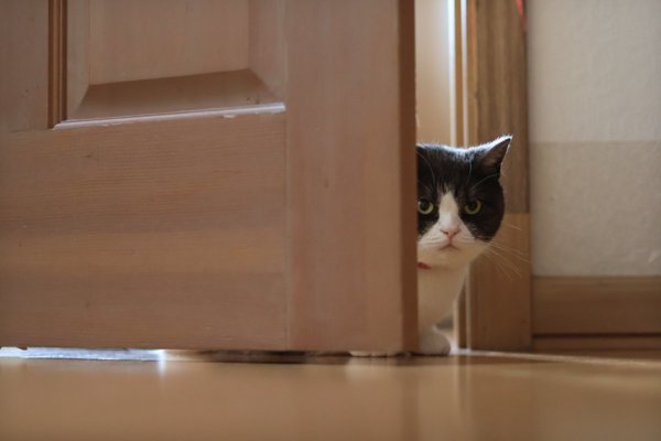 猫との暮らしを応援する専門情報サイト | ねこちゃんホンポ