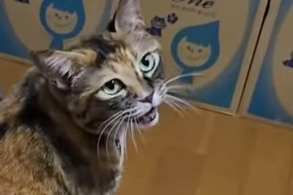 猫との暮らしを応援する専門情報サイト | ねこちゃんホンポ