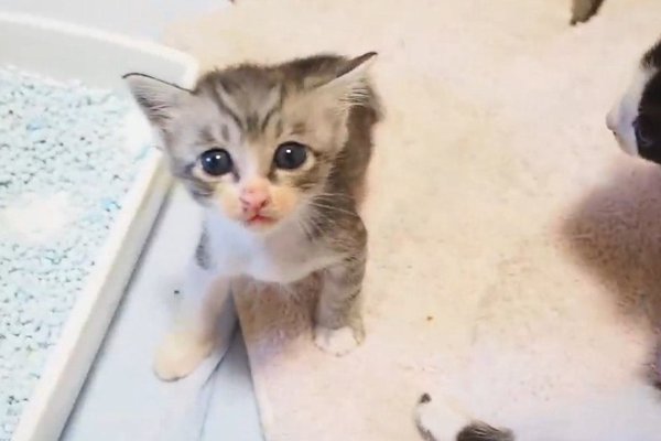 猫との暮らしを応援する専門情報サイト | ねこちゃんホンポ