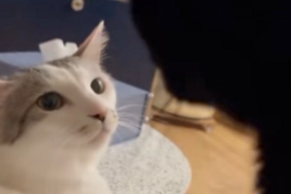 猫との暮らしを応援する専門情報サイト | ねこちゃんホンポ
