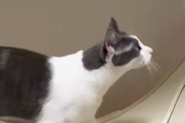 猫との暮らしを応援する専門情報サイト | ねこちゃんホンポ