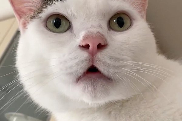 猫との暮らしを応援する専門情報サイト | ねこちゃんホンポ