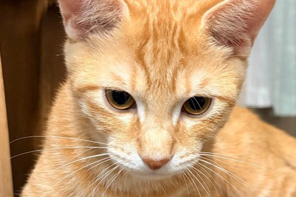 猫との暮らしを応援する専門情報サイト | ねこちゃんホンポ