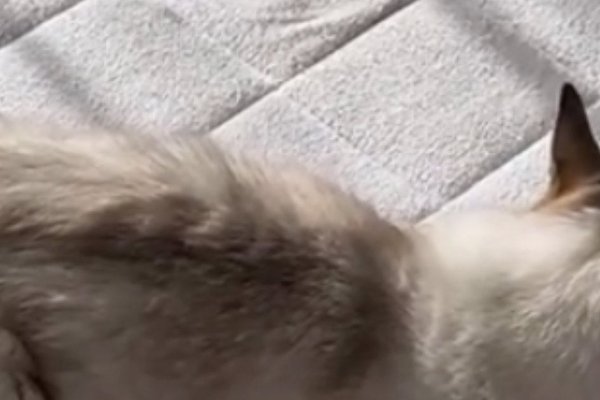 猫との暮らしを応援する専門情報サイト | ねこちゃんホンポ