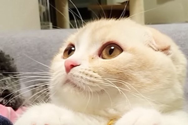猫との暮らしを応援する専門情報サイト | ねこちゃんホンポ